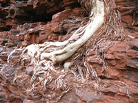 Tree roots on the Handrail Pool track